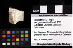 Foto (Objket + Etiketten) von Mesogalathea striata (Remeš, 1895) 